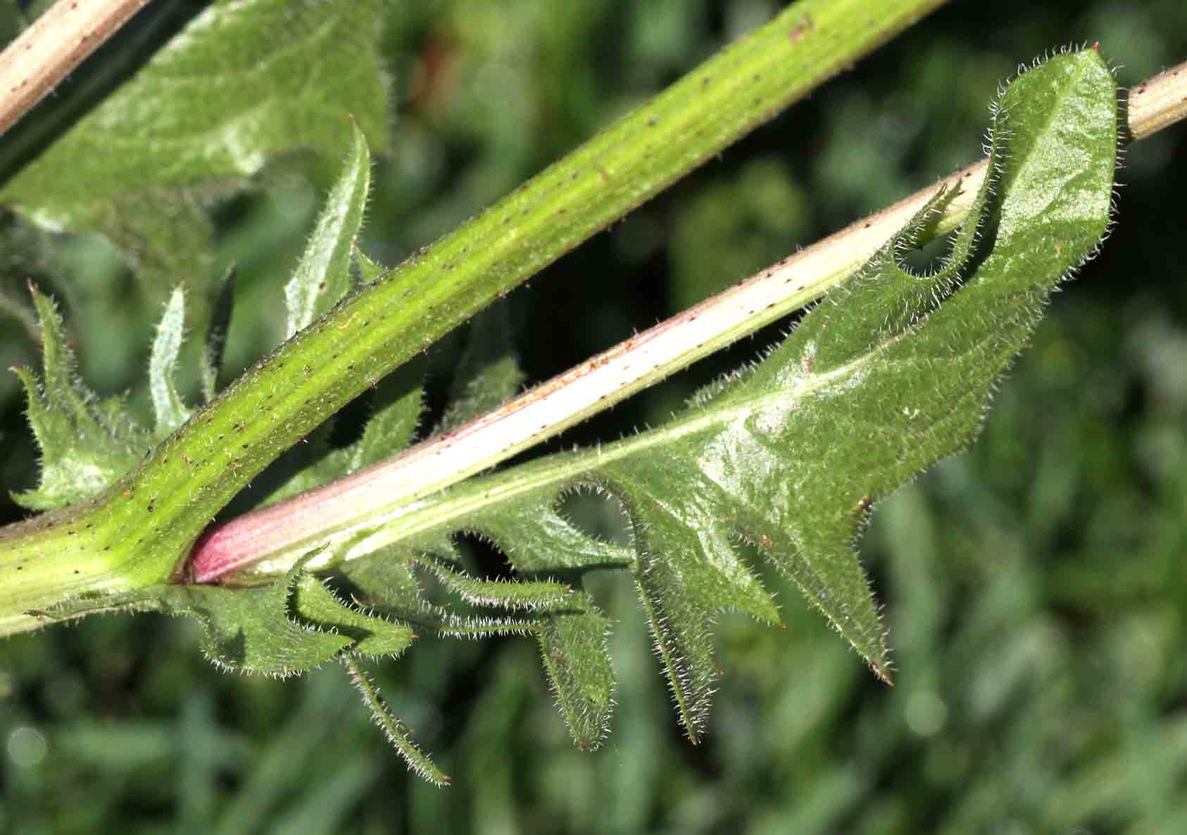 Sonchus o Crepis ? - Sonchus sp. e Crepis vesicaria